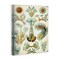 Stupell Industries Vintage Haeckel Sea Life Canvas Wall Art Design by Graffi*tee Studios